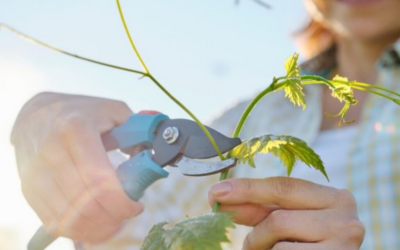 El Ministerio de Agricultura, Pesca y Alimentación convoca los Premios de Excelencia a la Innovación para Mujeres Rurales