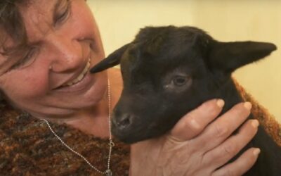 El papel de la mujer en la ganadería