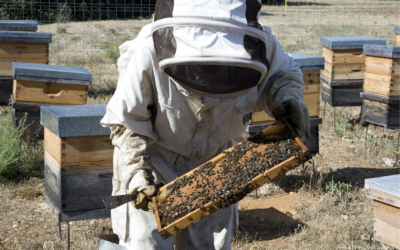 ‘Vitartis’ vincula la industria agroalimentaria a la generación de riqueza y la fijación de población