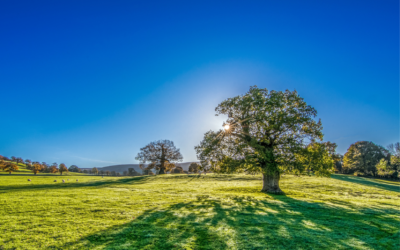 Política Agrícola Común 2023-2027: la Comisión Europea aprueba el Plan Estratégico de España para la PAC